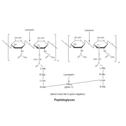 Lisozima from chicken egg...