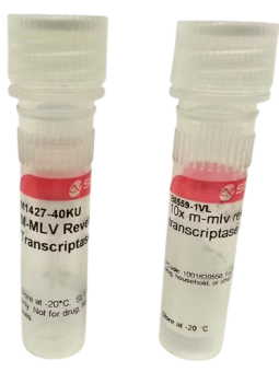 M-MLV Reverse Transcriptase